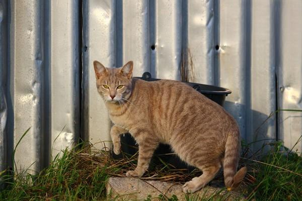 猫咪得了抑郁症的症状与改善方法