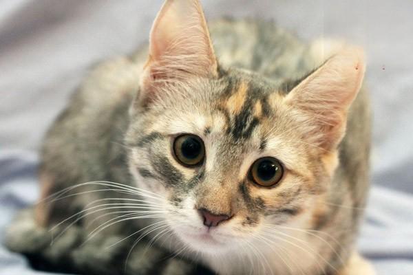 猫咪胰腺炎是什么原因导致的？