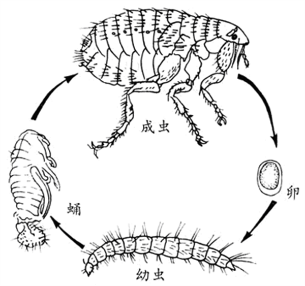 狗狗感染跳蚤怎么办？