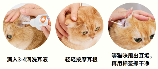 猫耳朵清理