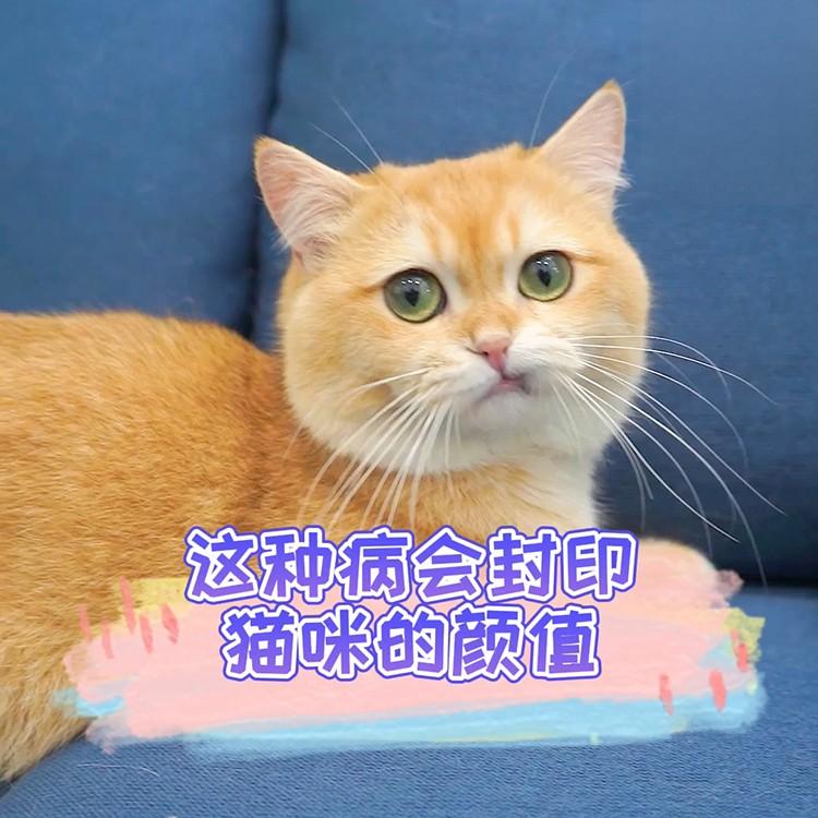 猫咪眼睛发炎，严重影响颜值怎么办？