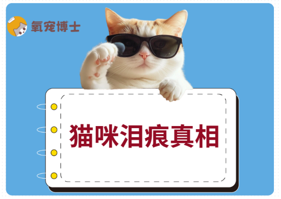 猫咪有红褐色泪痕的真相与攻克之道，速看！