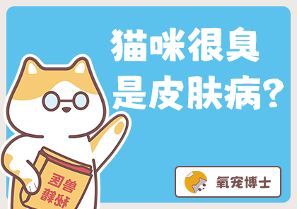 惊！猫咪浑身臭臭的是什么皮肤病吗？