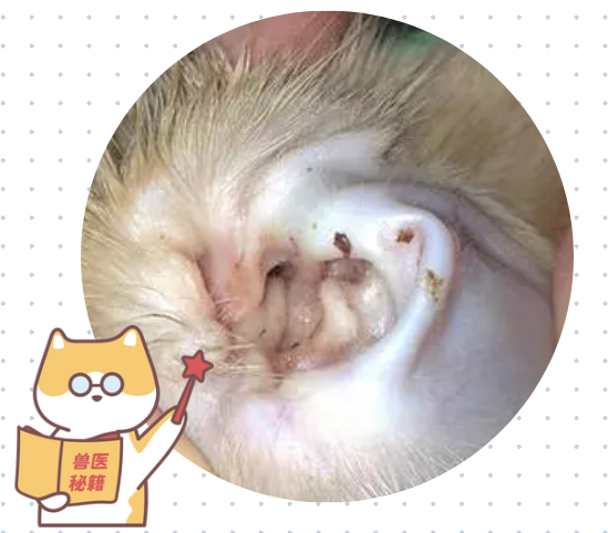 狗狗耳朵裏有異味怎麼辦?
