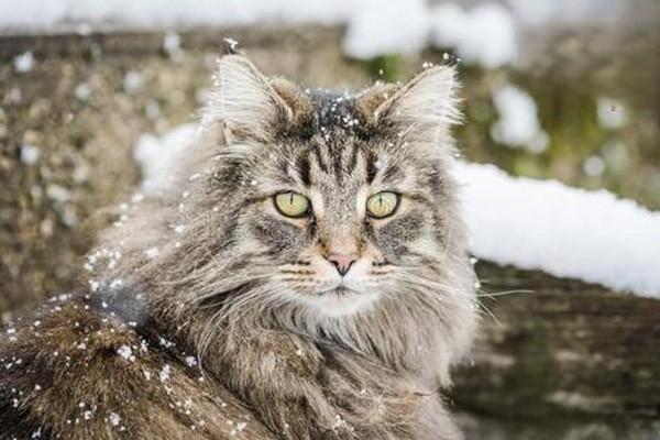 猫冬天怕冷怎么办