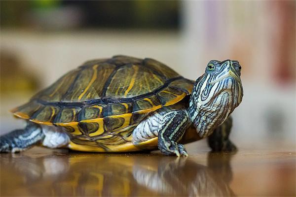 黄缘闭壳龟出生多久达到性成熟？