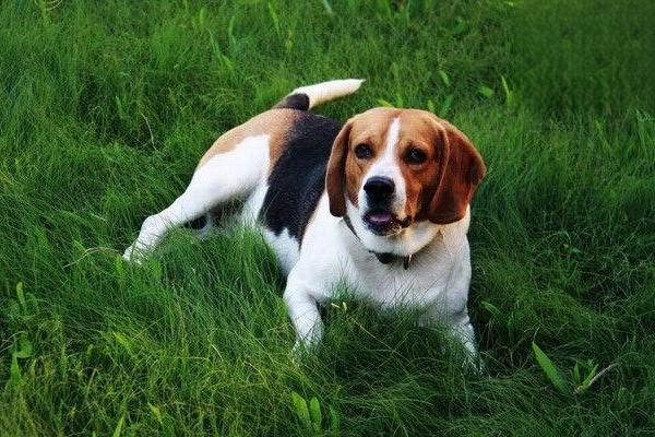 德國牧羊犬吃什麼 德牧吃什麼狗糧