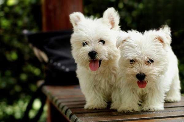 茶杯贵宾犬多少钱一只 茶杯贵宾犬价格