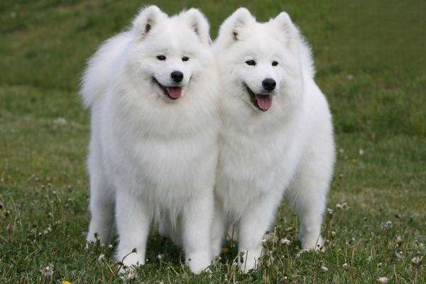 大白熊狗和萨摩耶是大白狗吗