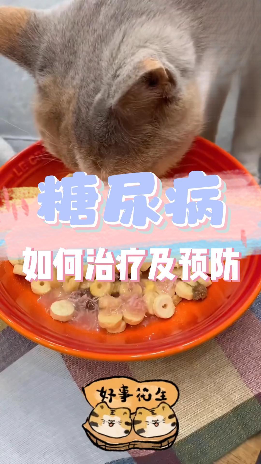 猫咪糖尿病如何治疗及预防