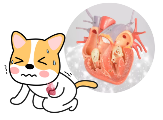 狗狗一直干咳