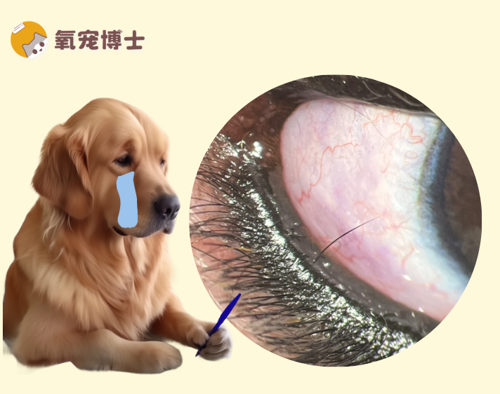 狗狗总是两眼泪汪汪？小心倒睫毛！