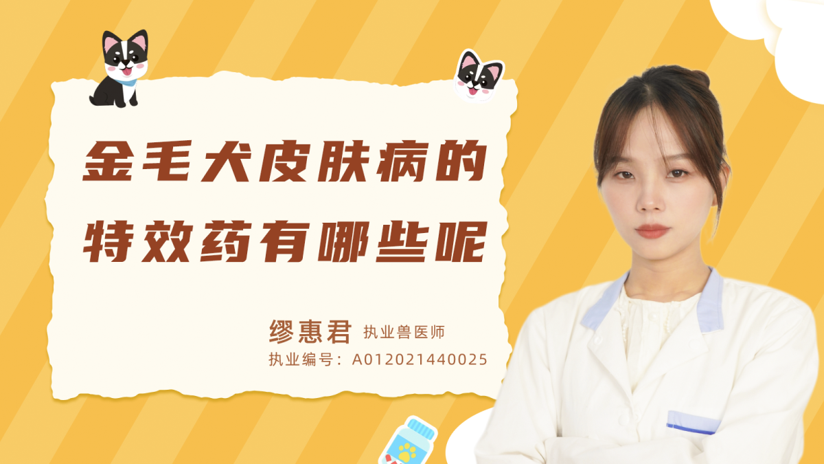 金毛犬皮膚病的特效藥有什麼呢？