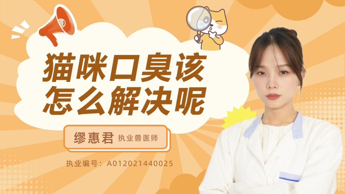 猫咪口臭该怎么解决呢？