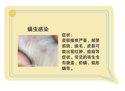 告别爱犬瘙痒与掉毛烦恼：三步解决皮肤病困扰