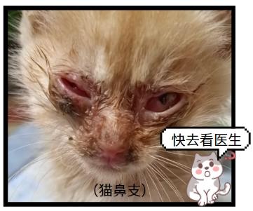 猫鼻支不难治，这些方法帮你轻松应对！