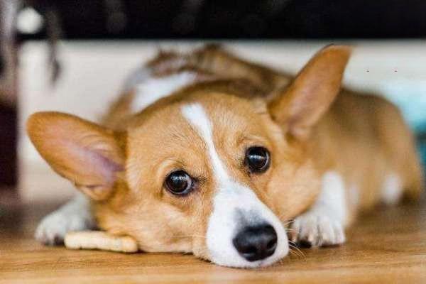 犬細小的症狀有哪些,犬細小怎麼治療