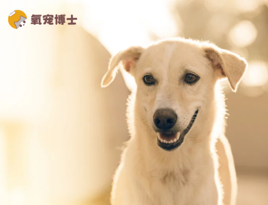 狗狗大便干硬一粒一粒的？教你如何轻松解决！