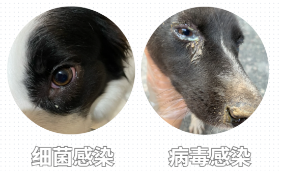 狗狗眼屎特別多還很粘稠是怎麼回事？
