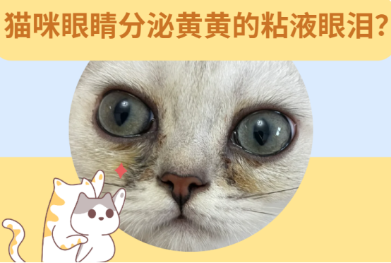 猫咪眼睛分泌黄黄的粘液眼泪是怎么回事？