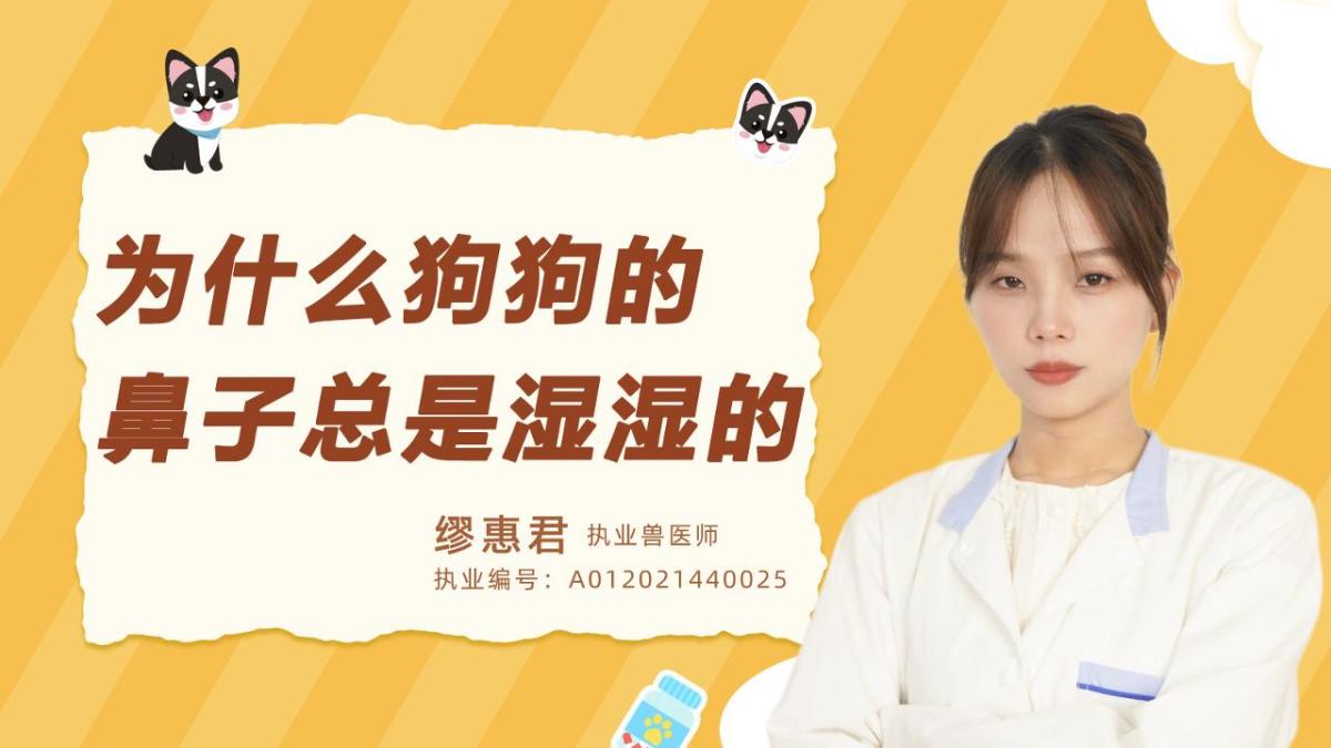 为什么狗狗的鼻子总是湿湿的？