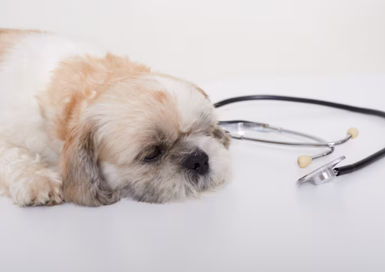 狗狗细小死亡率