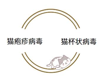 猫疱疹病毒和猫鼻支是同一种疾病吗？