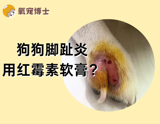 狗狗脚趾炎用红霉素软膏，真的有效吗？