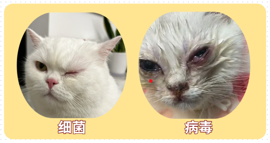 猫眼睛分泌物多