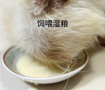 猫咪嘴角的“神秘液体”：背后隐藏的真相