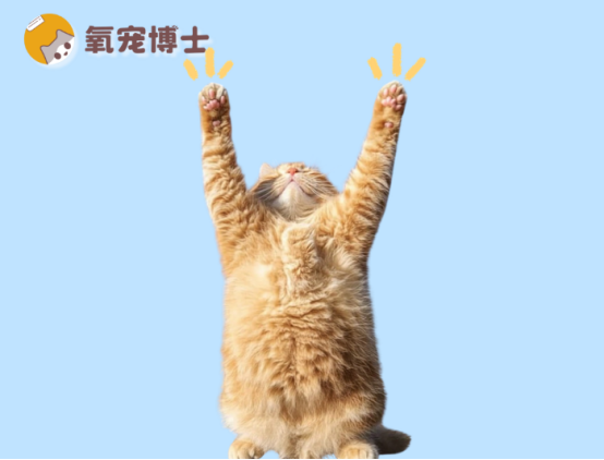 貓癬初期癥狀圖片分享，教你一分鐘學(xué)會(huì)區(qū)分