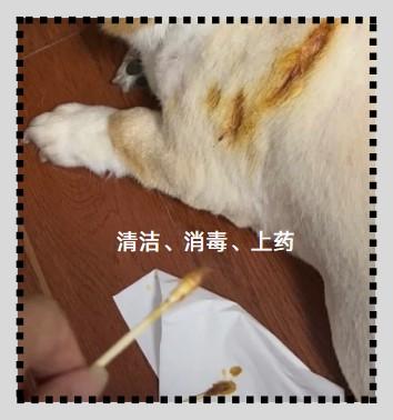 狗狗起皮屑、秃了一块毛怎么办？