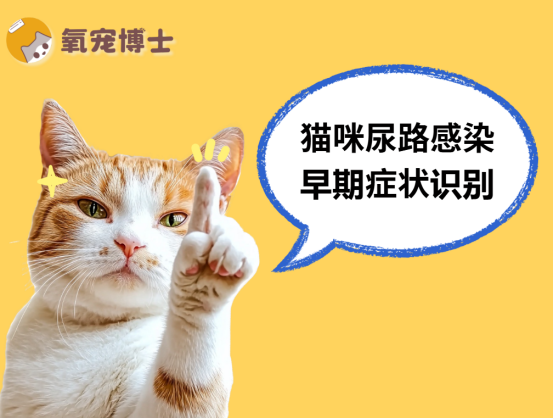 尿频、尿血、乱尿？警惕猫尿路感染初期症状！