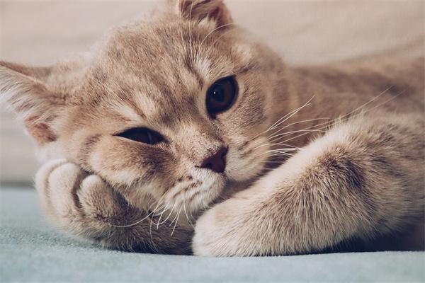 猫咪产后抑郁的症状