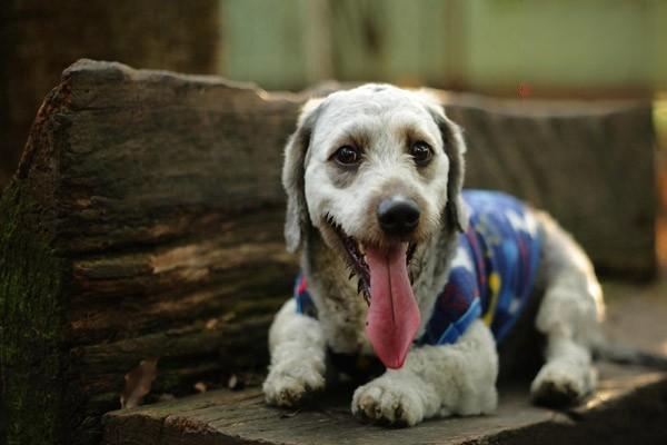 猫咪狗狗得了犬自咬症怎么办，出现尾尖处脱毛、破溃、出血、结痂等症状