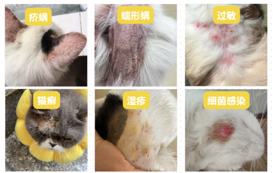 猫咪驱虫了身上还是痒