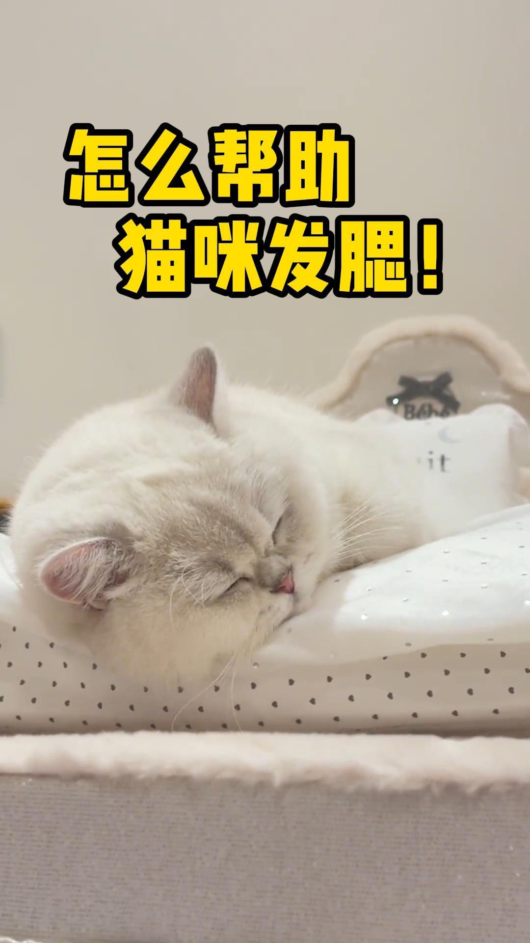 怎么帮助猫咪发腮？