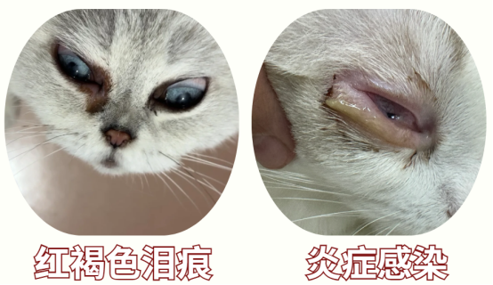 猫咪的眼睛有很多分泌物