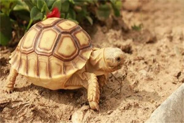 户外饲养辐射陆龟需满足哪些条件？