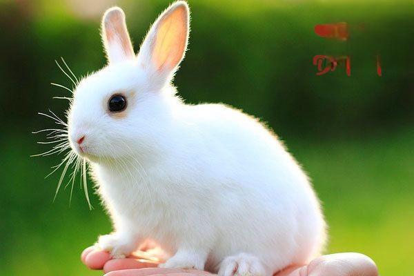兔子眼睛里有白色的东西，这是什么回事？
