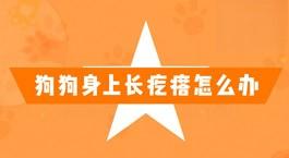 狗狗身上长疙瘩怎么办