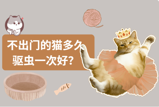 不出门的猫多久驱虫一次好？新手看过来！