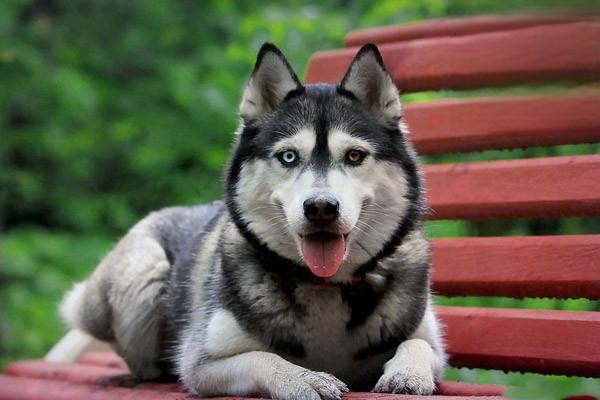 犬瘟症状犬瘟，哈士奇得了犬瘟热能活多久