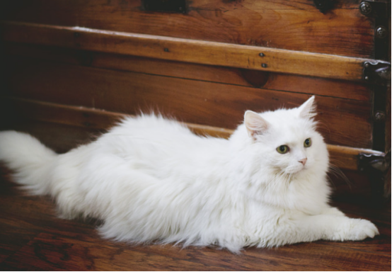 猫癣怎么来的