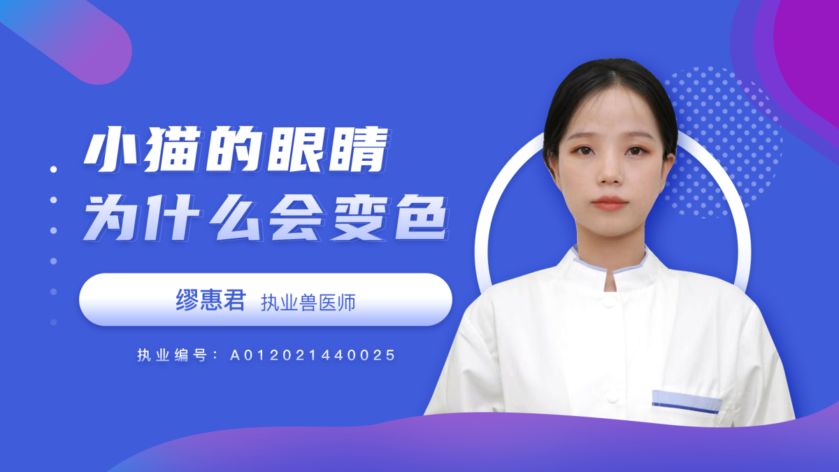 小猫的眼睛为什么会变色呢？