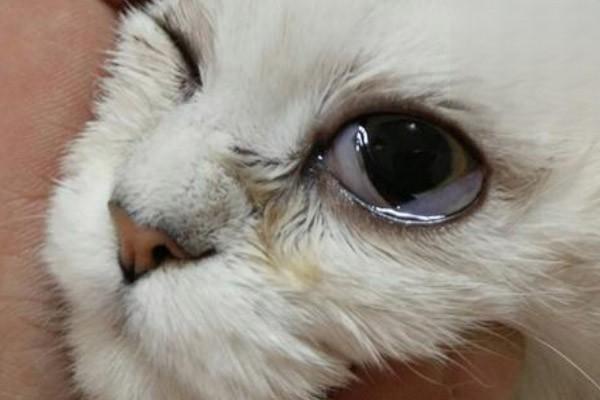 小猫眼睛流眼泪.jpg