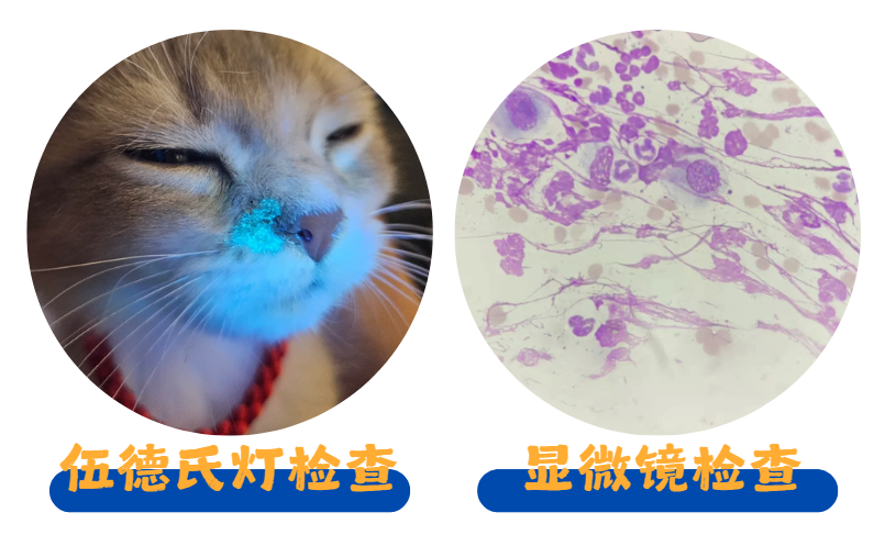 猫癣的诊断方法