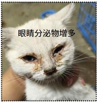 宠物猫感染猫鼻支：症状详解与应对指南