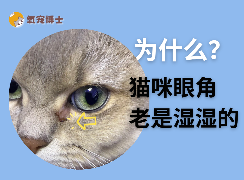 猫咪眼角总是湿湿的怎么办？