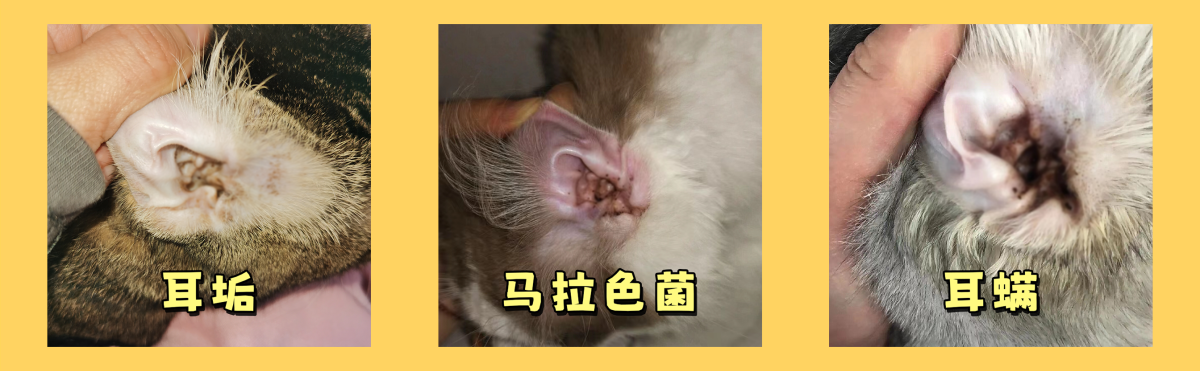 猫咪耳螨